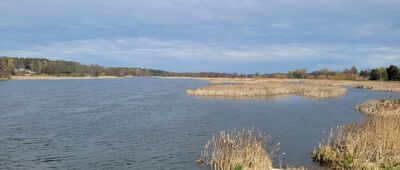 Kępa Zatorska, gajówka ↔ Rozejście szlaków niebieski / żółty [Widok na Narew w Holendrach]