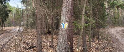 Rozejście szlaków niebieski / żółty