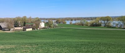 Kozielec, stary cmentarz ewangelicki