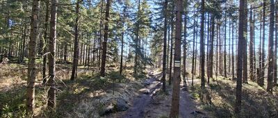 Dylówka, skrzyżowanie szlaków ↔ Skalna Furta