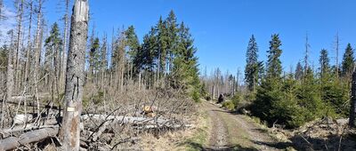 Wielkie Torfowisko ↔ Pod Zbójem, skrzyżowanie szlaków niebieski / żółty