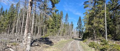 Niknąca Łąka ↔ Wielkie Torfowisko