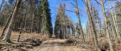 Radkowskie Skały, parking ↔ Droga nad Urwiskiem