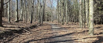 Rozdroże nad Skalnymi Wrotami ↔ Droga nad Urwiskiem