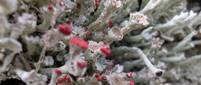 Kiczory ↔ Przełęcz Łączecko