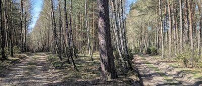 Łażyn ↔ Źródliska w Rudach [Szlak jest na całej długości bardzo dobrze oznaczony]