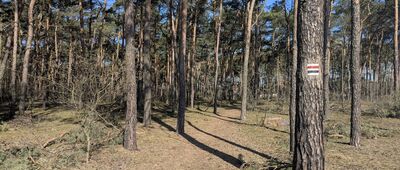 Solec Kujawski, ul. Do Białej Góry ↔ Solec Kujawski, cmentarz