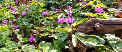 Nad Przełęczą Kuchtowską ↔ Nad Tysowym