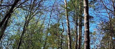 Mogilny Mostek ↔ Łomianki, kamień Zboińskiego