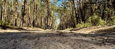 Pociecha ↔ Stary Dąb