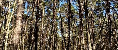 Pociecha ↔ Stary Dąb