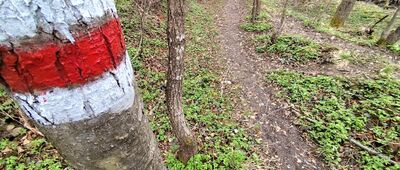 Krzywa ↔ Pod Ochabiską [Rozciągnięty pastuch elektryczny na szlaku.]