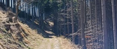 Rozdroże nad Sokolcem, parking ↔ Rozdroże pod Lisimi Skałami [Nad Sokolcem]