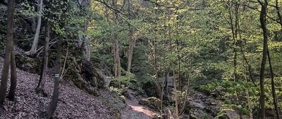 Las Wolski, Panieńskie Skały ↔ Las Wolski, Baba Jaga [Panieńskie Skały]