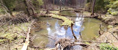 Pod Małym Beskidem ↔ Konieczna, rozejście szlaków [Siedlisko Bobrów na Zdyniance]