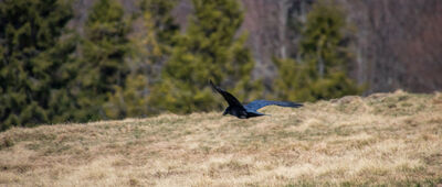 Przełęcz pod Orłem ↔ Przełęcz Przegibek