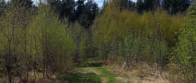 Rozejście pod Mniszkiem