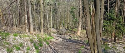 Rozejście pod Mniszkiem ↔ Boguszów-Gorce, ul. Łączna