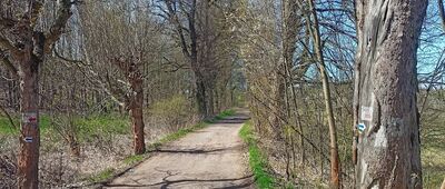 Boguszów-Gorce, ul. Łączna