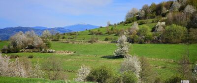 Radziechowy ↔ Hala Radziechowska