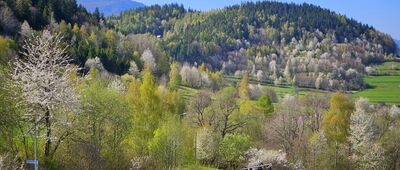 Radziechowy ↔ Hala Radziechowska