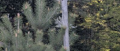 Helusz ↔ Bukowy Garb