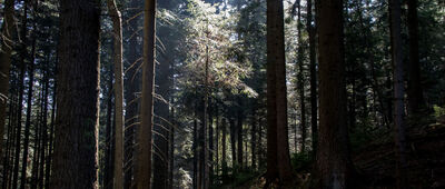 Miejsce katastrofy śmigłowca Mi-2 ↔ Tenczyn, Graczowa