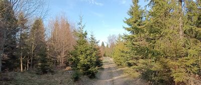 Brzuśnik ↔ Lachowe Młaki