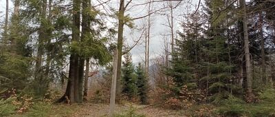 Przełęcz Jałowiecka, odejście szlaku czarnego