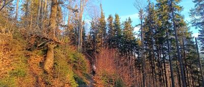 Suchy Groń ↔ Przełęcz Pawlusia