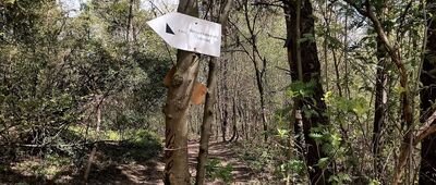 Kapliczka przy szlaku na Diabelski Kamień ↔ Diabelski Kamień