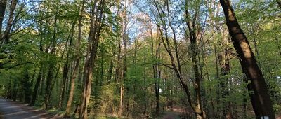 Repty Śląskie, park