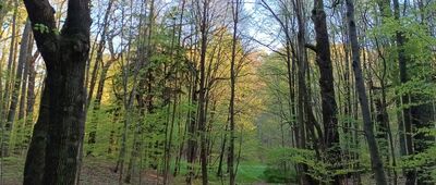 Repty Śląskie, park ↔ Repty Śląskie, park
