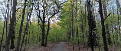 Repty Śląskie, park