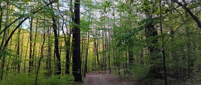 Repty Śląskie, park