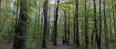 Repty Śląskie, park