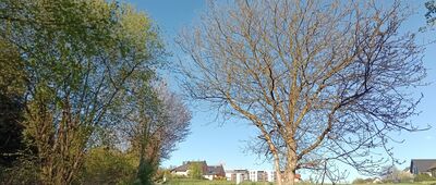 Repty Śląskie, park ↔ Tarnowskie Góry, cmentarz św. Anny