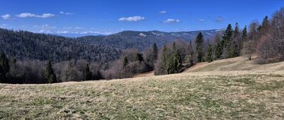 Granica Gorczańskiego Parku Narodowego ↔ Gorc Kamienicki [Grzbiet Gorc-Jaworzyna Kamienicka i Tatry z polany Świnkówka]