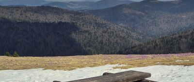 Polana Jaworzyna Kamienicka [Na polanie Jaworzyna Kamienicka]