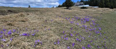 Hala Wolnica ↔ Polana Gabrowska [Hala Długa. Widok na Metysówkę]