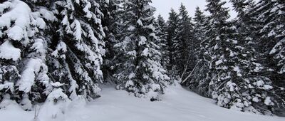 Rówień Waksmundzka, odejście na Gęsią Szyję ↔ Polana Pod Wołoszynem [W drodze na Rówień Waksmundzką]