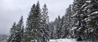 Czerwone Brzeżki [Czerwone Brzeżki - widok na trasę w kierunku Polany Pod Wołoszynem]