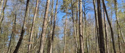 Wejherowo, rondo Mirona Łukowicza ↔ Wielka Piaśnica [Szlak jest bardzo dobrze oznaczony.]