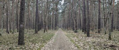 Różopole ↔ Bydgoszcz, Opławiec