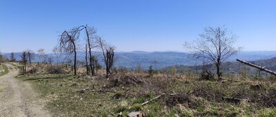 Javorový, vrchol ↔ Javorový, turistická chata [Panorama Beskidu Śląskiego widoczna z Javorovego, mocne 9/10.]