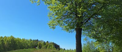 Ostra Góra pn. ↔ Rożnów [Droga na Wierzchowinę]