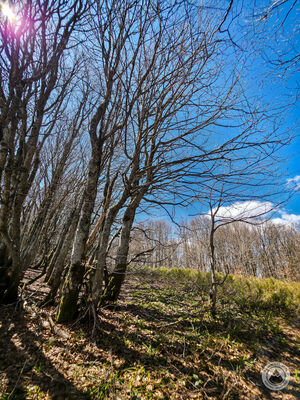 Dił Szelesisty 1137 m n.p.m.