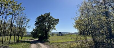 Świny