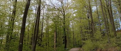 Rozejście szlaków ↔ Iwonicz-Zdrój, ul. Ogrodowa