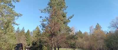 Jasiel, Pomnik Kurierów Beskidzkich AK ↔ Pole namiotowe Jasiel